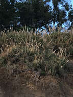 Image of purple pampas grass