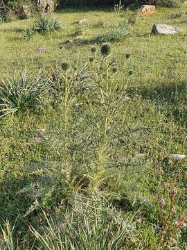 Image of Echinops bovei Boiss.