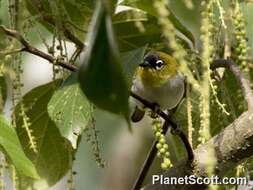 Image of Black-crowned White-eye