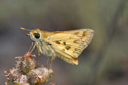 Image de Hylephila signata Blanchard 1852