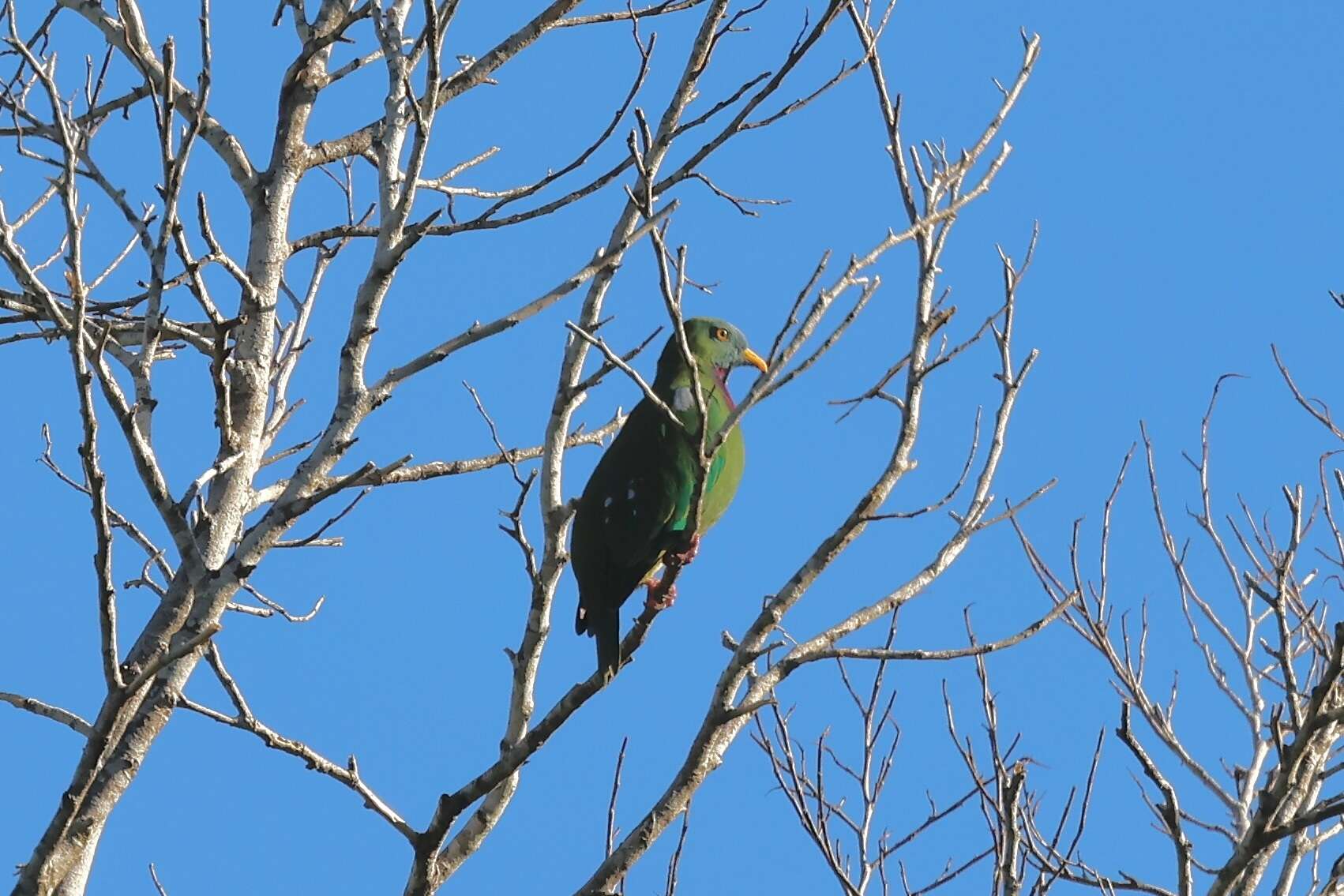 Image of Claret-breasted Fruit Dove