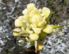 Image of whitefelt Indian paintbrush