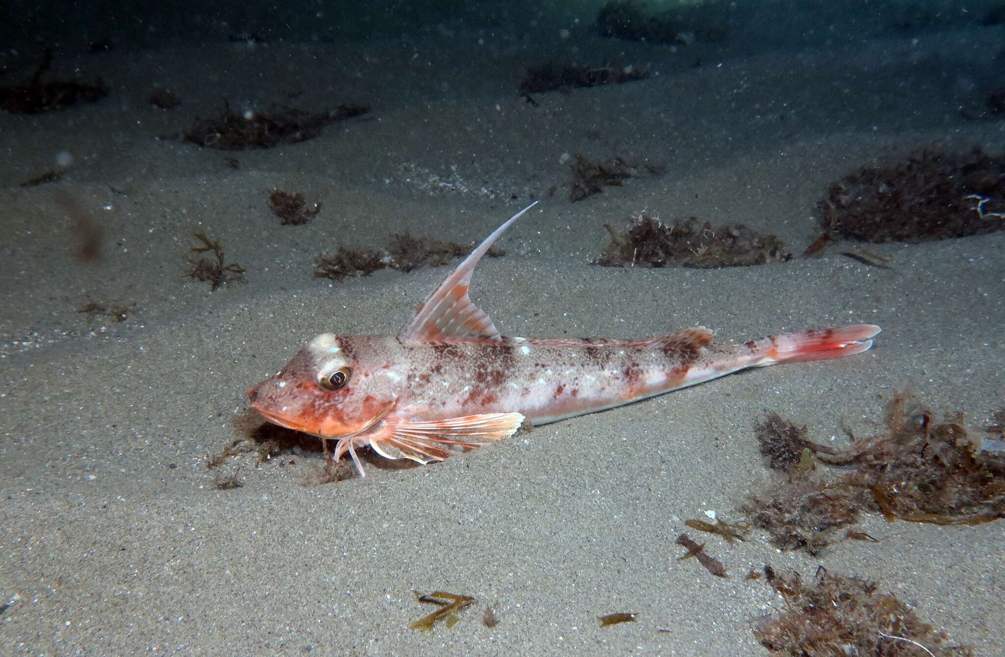 Image of Long-finned Gurnard