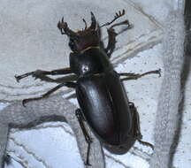 Plancia ëd Lucanus placidus Say 1825