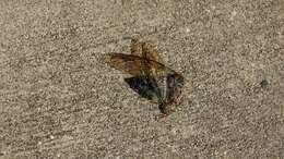 Image of Coastal Lyric Cicada