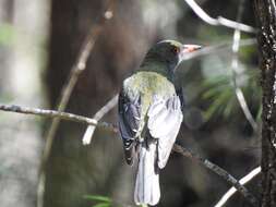 Image of Olive-backed Oriole