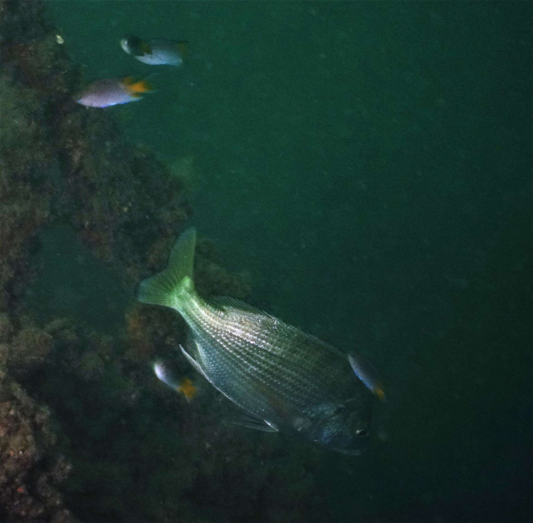 Image of Blackhead Seabream