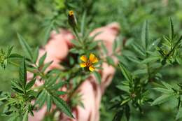 Image of Tagetes subulata Cerv.