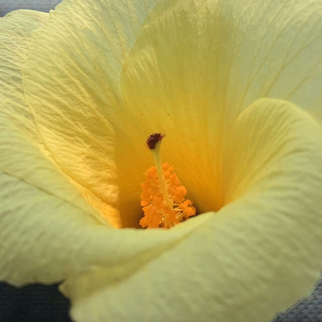 Image of Dongola hibiscus