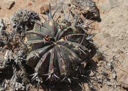 Image of Stenocactus coptonogonus (Lem.) A. Berger