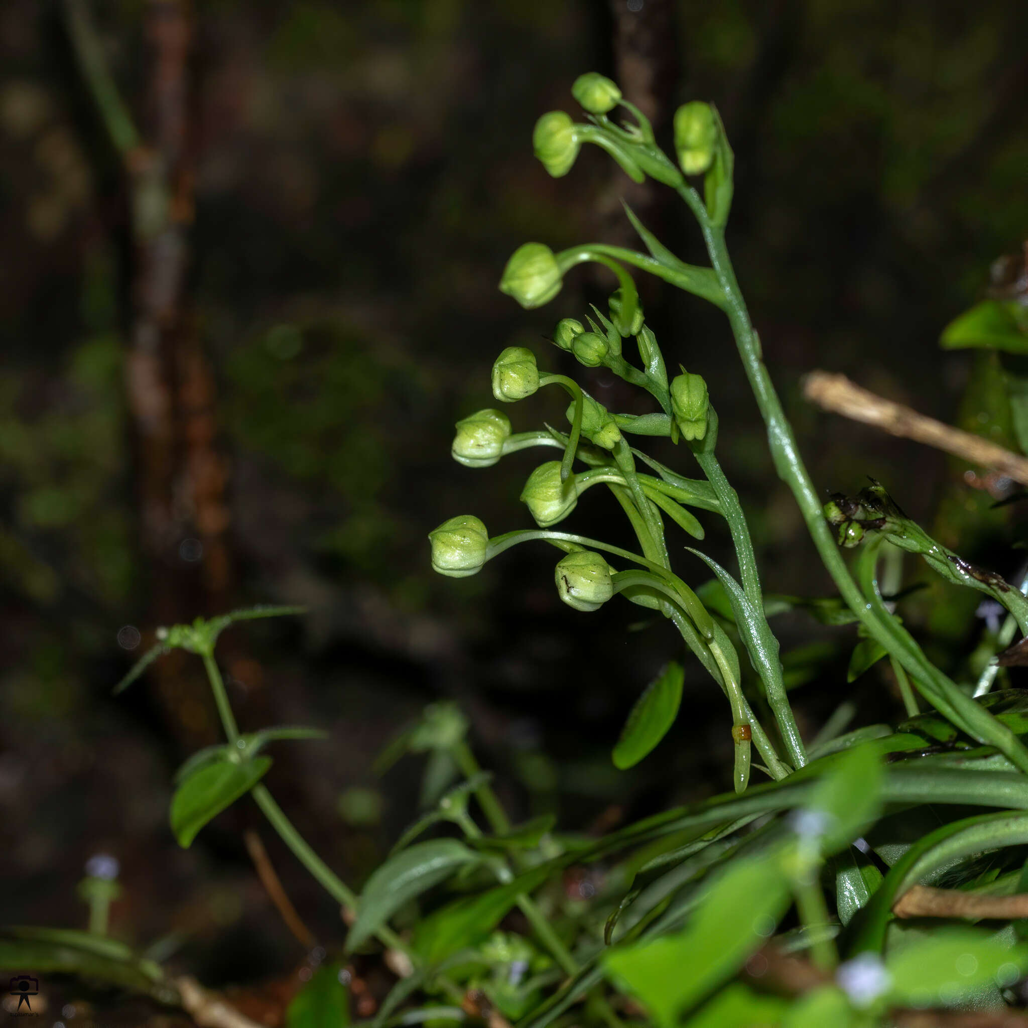 Image of Doll orchid