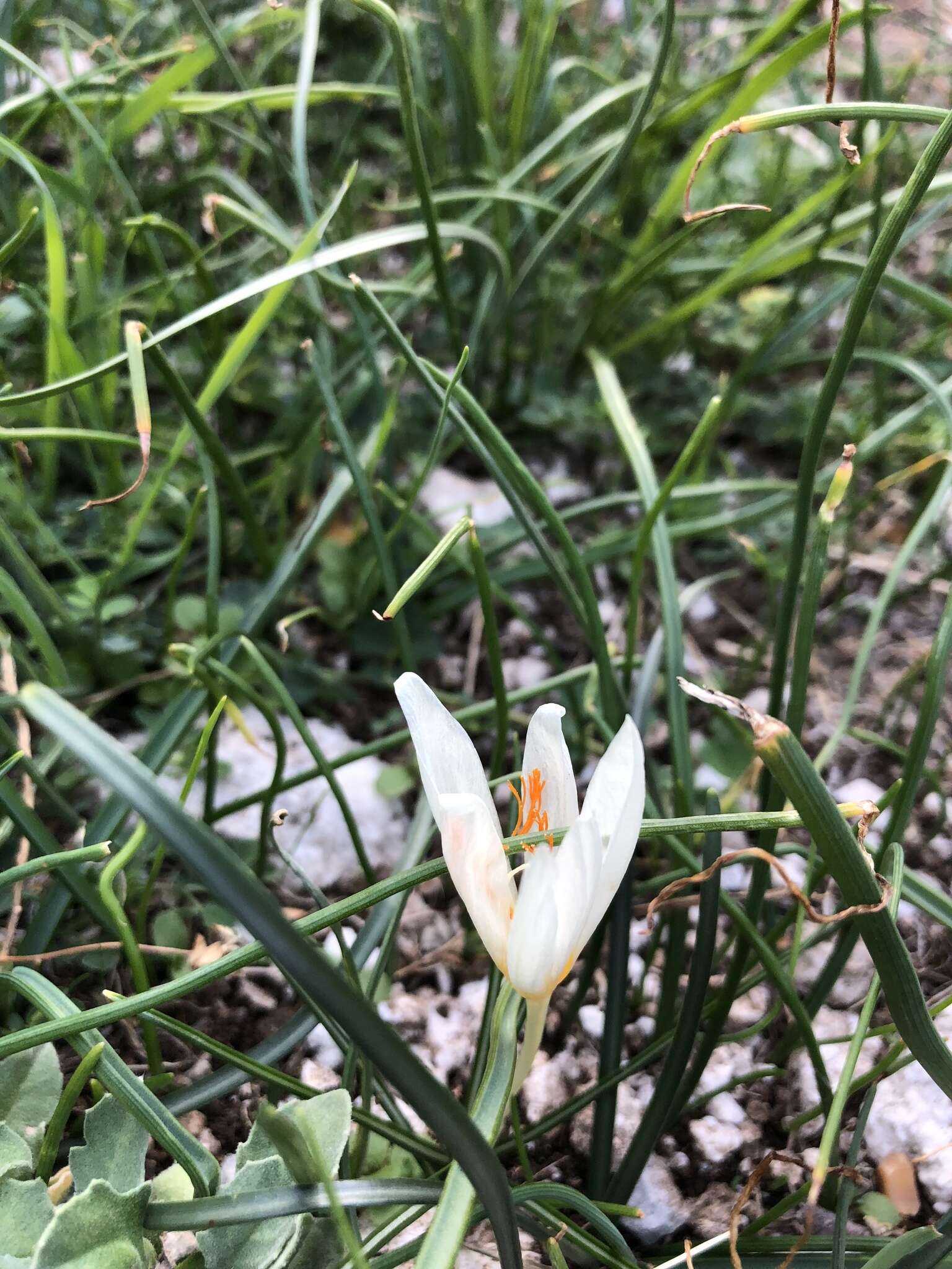 Image of Crocus boryi J. Gay