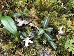 Image of Goodyera nankoensis Fukuy.