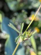 Image of Trifolium bifidum var. bifidum