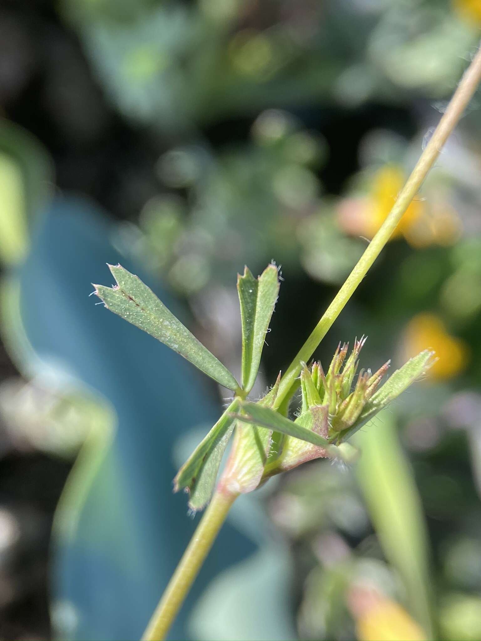 Image de Trifolium bifidum var. bifidum