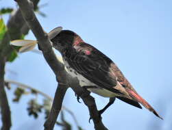 Cinnyricinclus leucogaster verreauxi (Finsch & Hartlaub 1870)的圖片