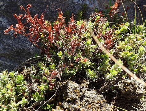 Image of Crassula obtusa Haw.