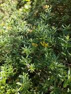 صورة <i>Genista linifolia</i> subsp. <i>pallida</i> (Poir.) P. Hanelt