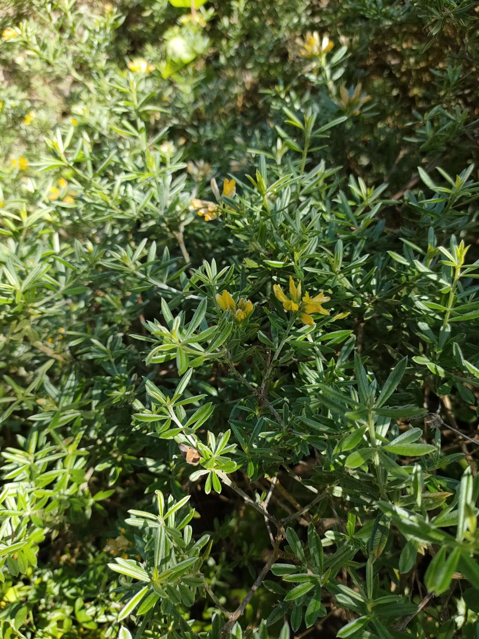 Image of <i>Genista linifolia</i> subsp. <i>pallida</i> (Poir.) P. Hanelt