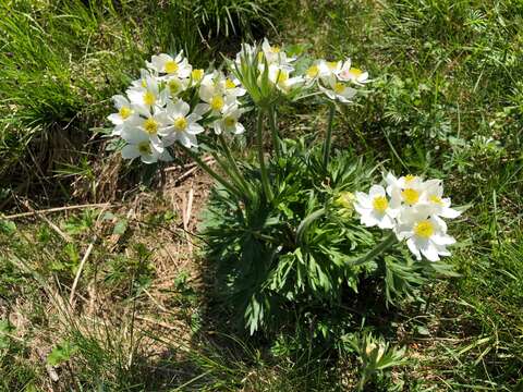 Imagem de Anemonastrum narcissiflorum (L.) Holub