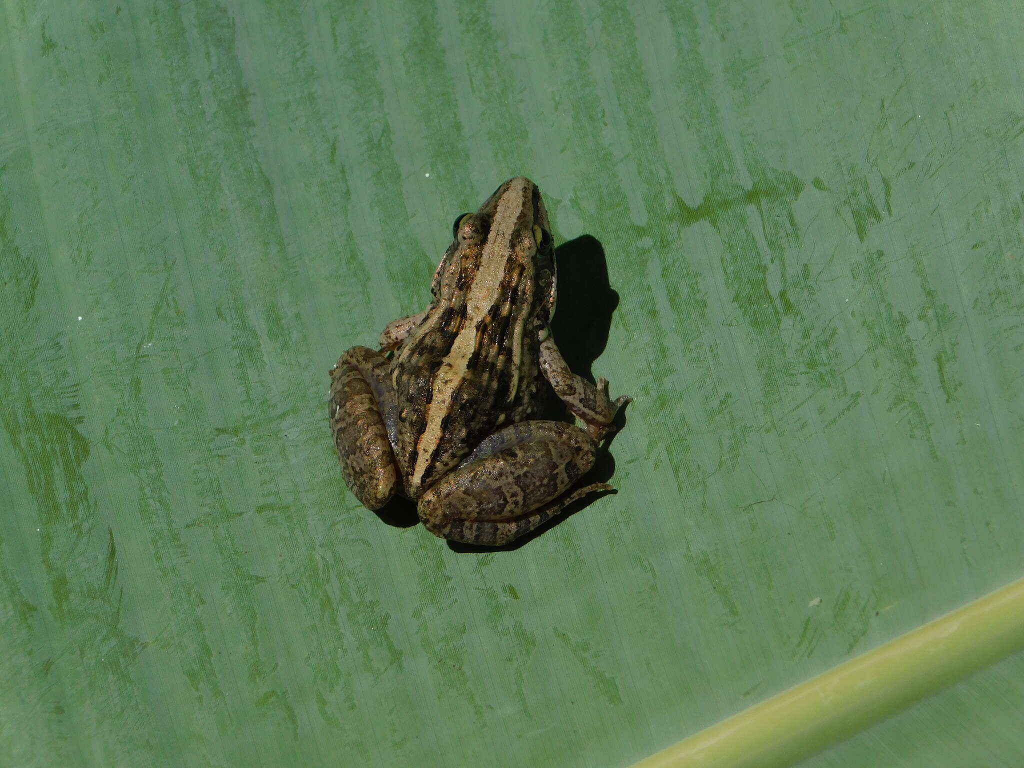 Image of Ptychadena mossambica (Peters 1854)