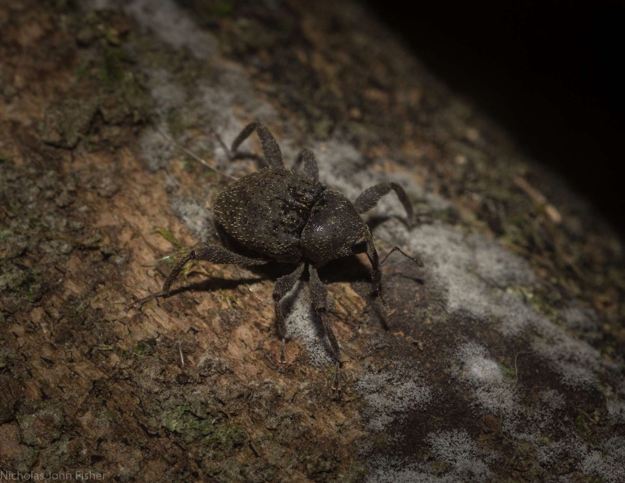 Image of Onidistus araneus Pascoe 1870