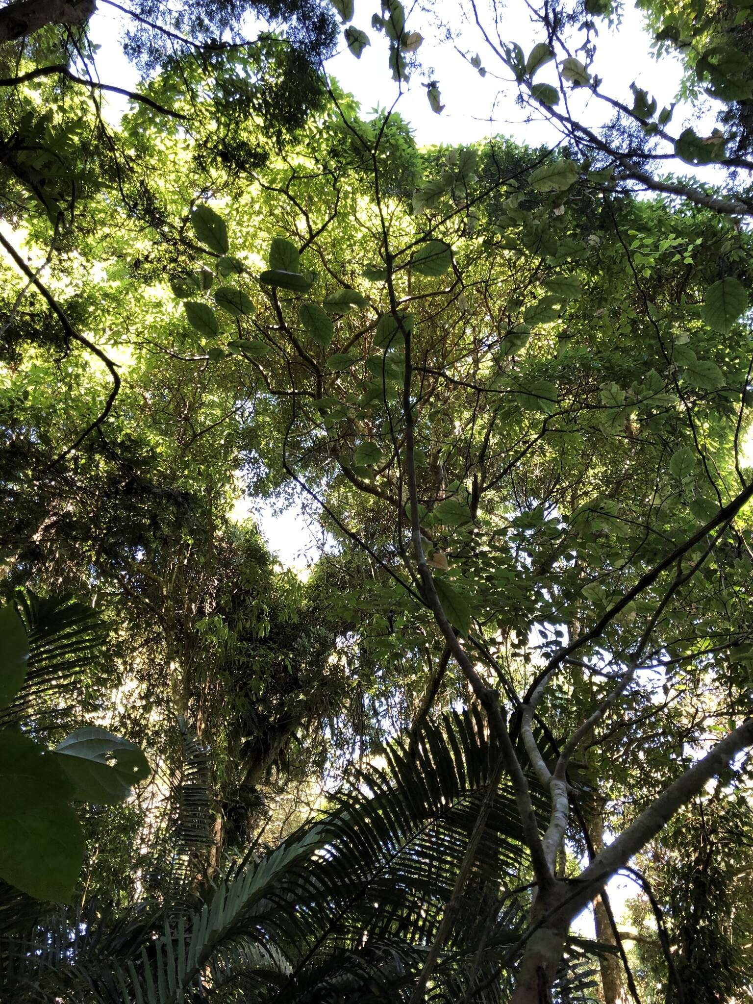 Ficus erecta var. beecheyana (Hook. & Arn.) King的圖片