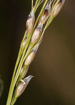 Image de Piptatheropsis micrantha (Trin. & Rupr.) Romasch., P. M. Peterson & Soreng