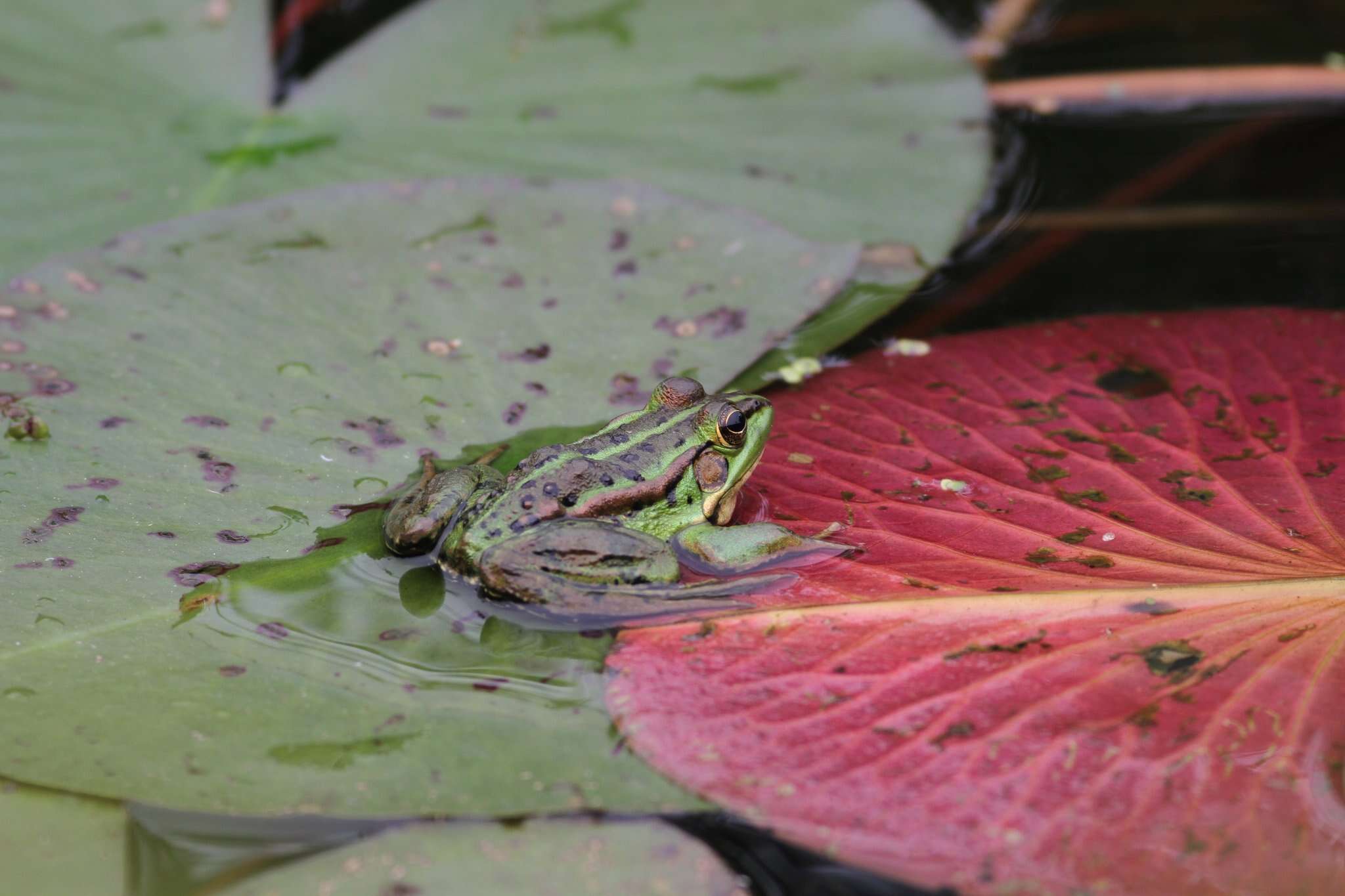 Plancia ëd Pelophylax fukienensis (Pope 1929)