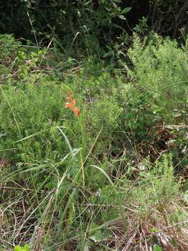 Image of Gladiolus densiflorus Baker