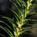 Image of Myriophyllum papillosum A. E. Orchard