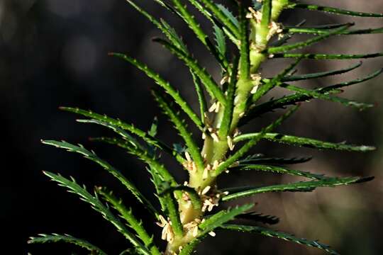 Image of Myriophyllum papillosum A. E. Orchard