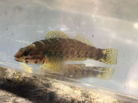 Image of Redline Darter