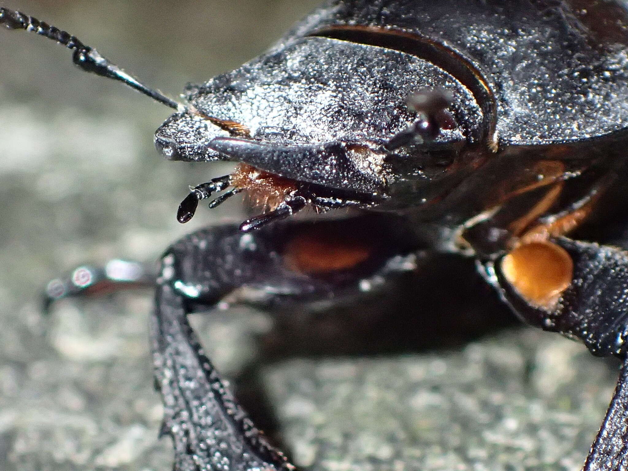 Image of Neolucanus swinhoei Bates 1866