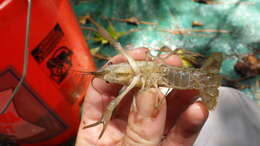 Image of Procambarus nechesae Hobbs & Jr. 1990