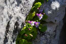 Image of Cymbalaria microcalyx (Boiss.) Wettst.