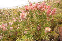 Image of Protea stokoei Phillips