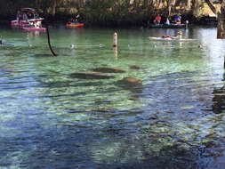 Image of Florida manatee