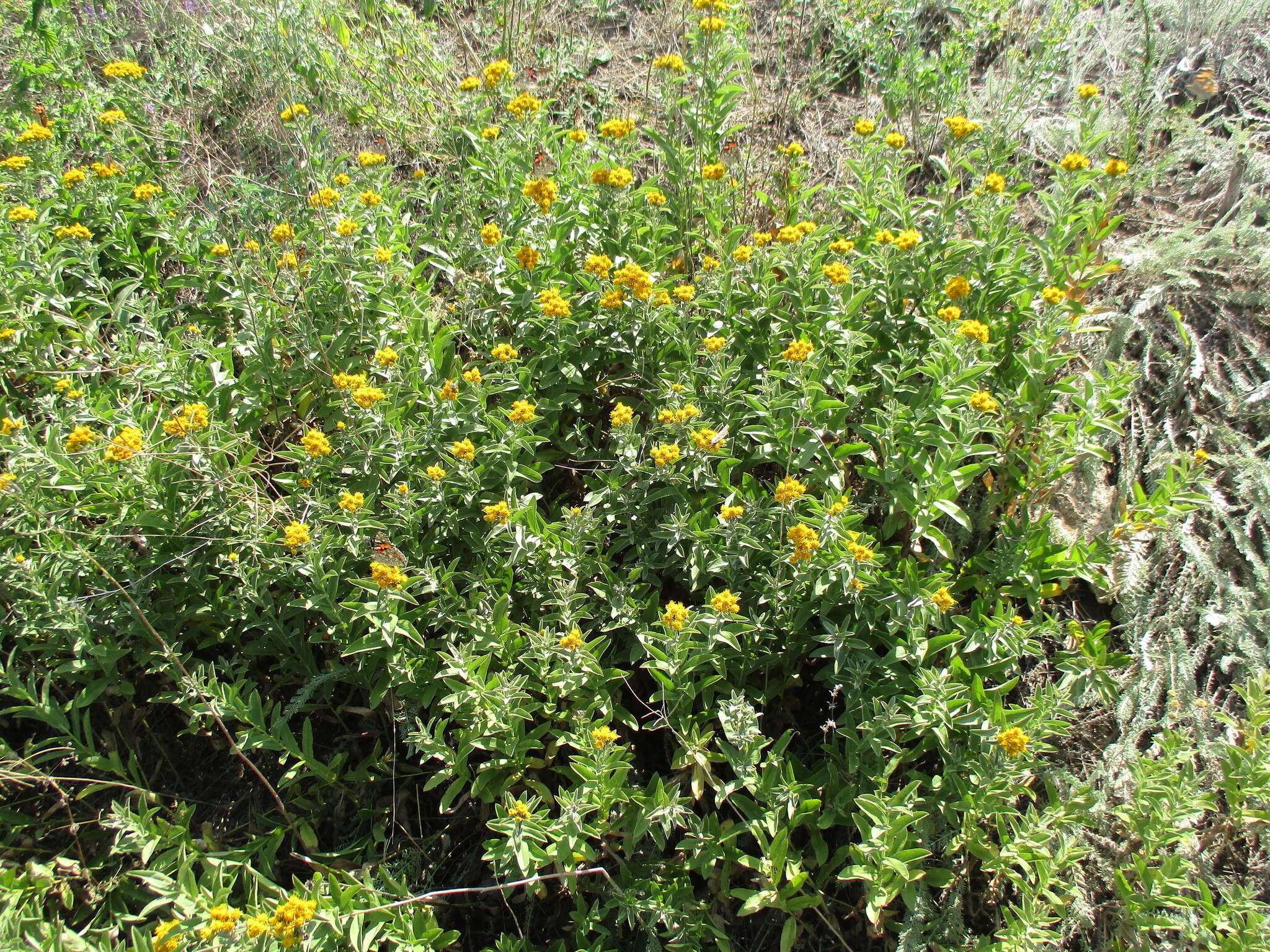 Слика од Pentanema germanicum (L.) D. Gut. Larr., Santos-Vicente, Anderb., E. Rico & M. M. Mart. Ort.