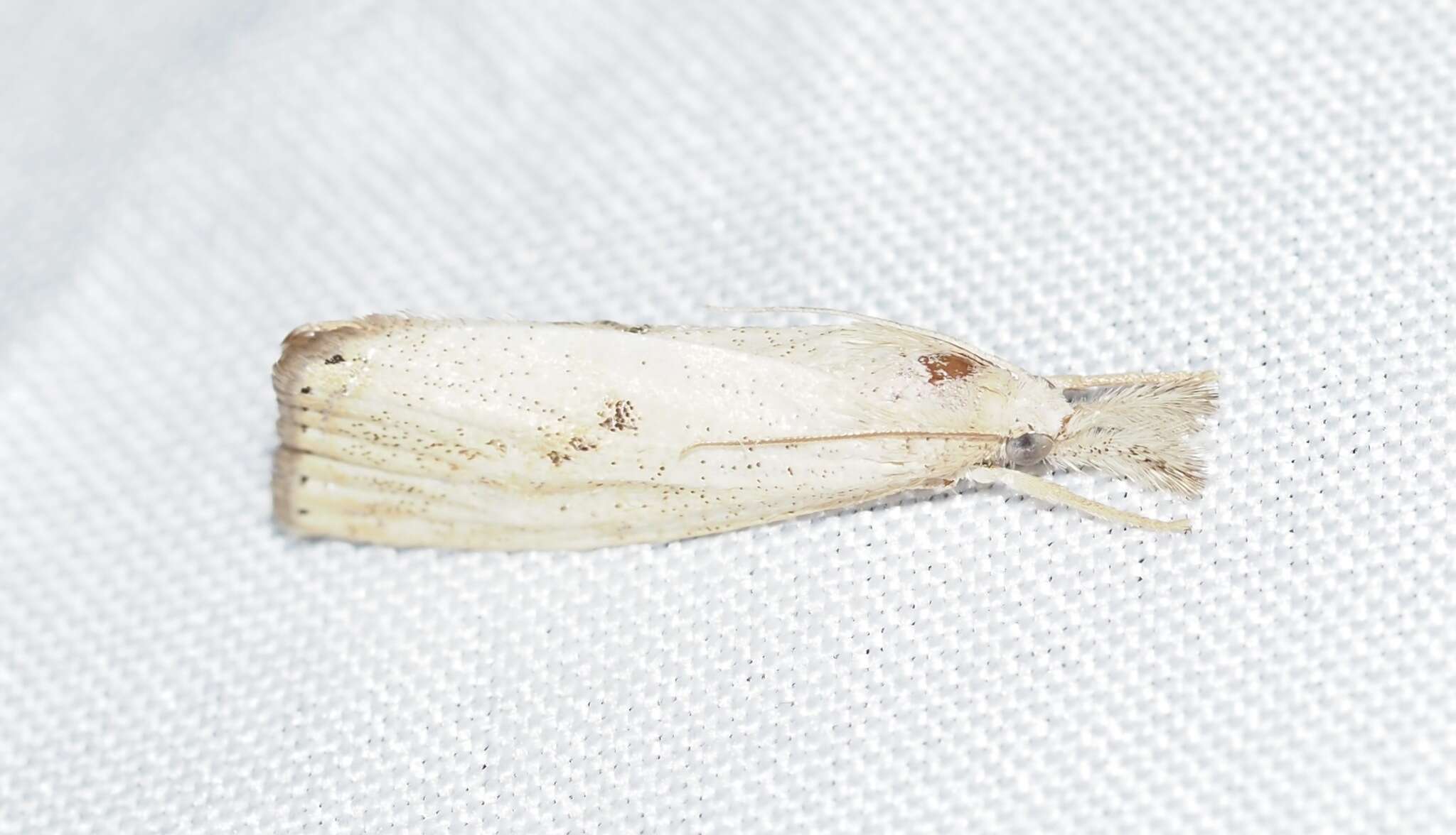 Image of Rice Stalk Borer Moth