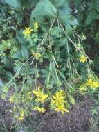 Image of starry rosinweed