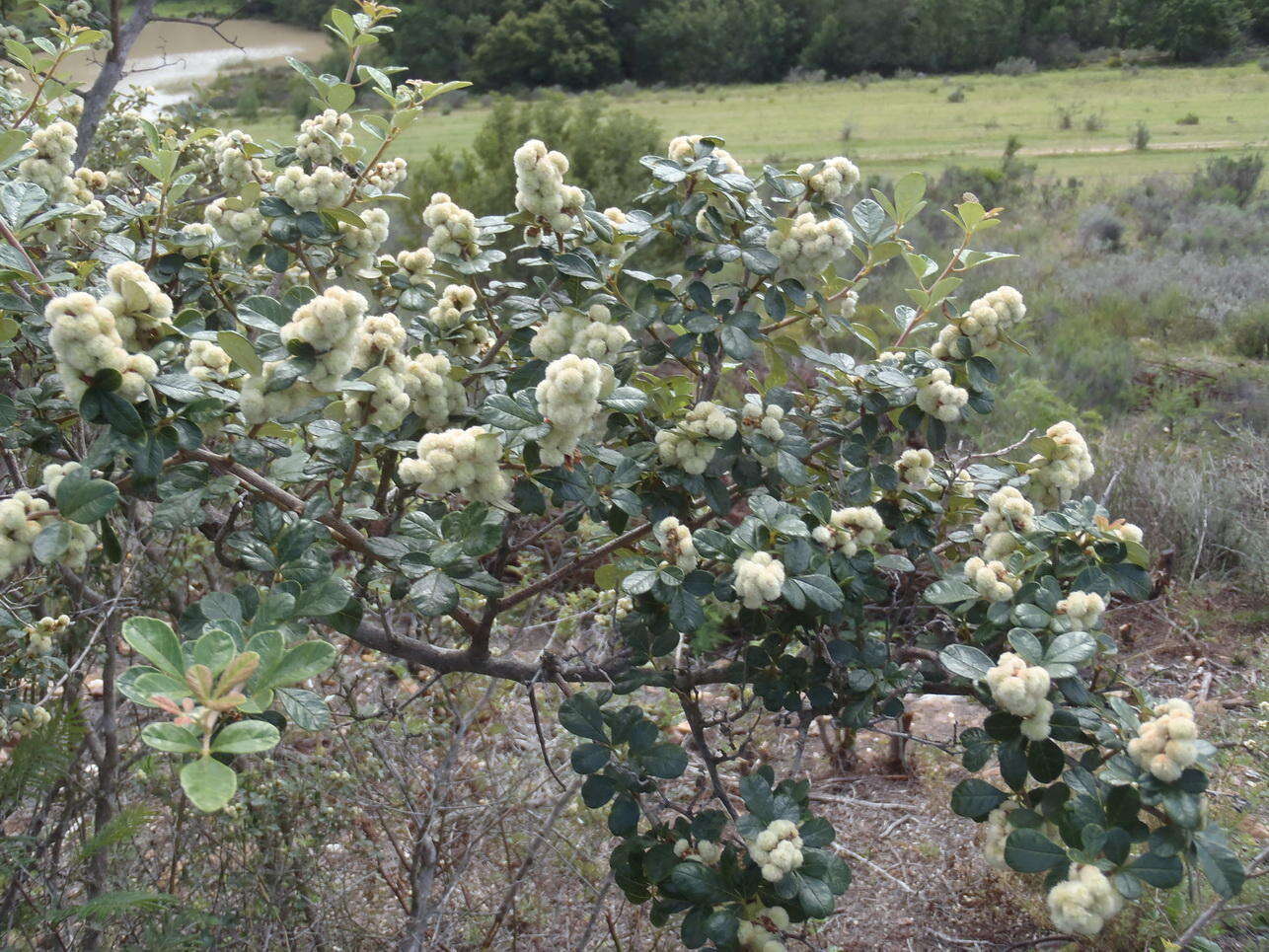 Image of Searsia incisa (L. fil.) F. A. Barkley