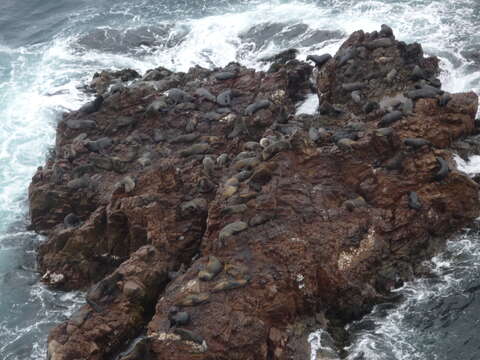 Image of South American Fur Seal