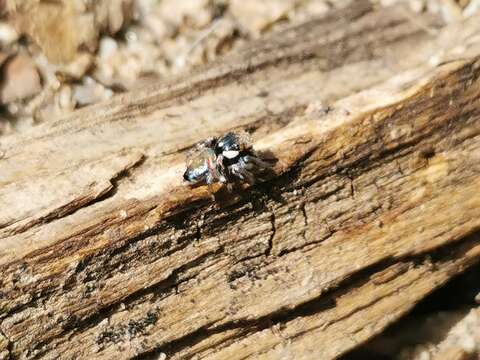 Image of Maratus ottoi Baehr & Whyte 2016