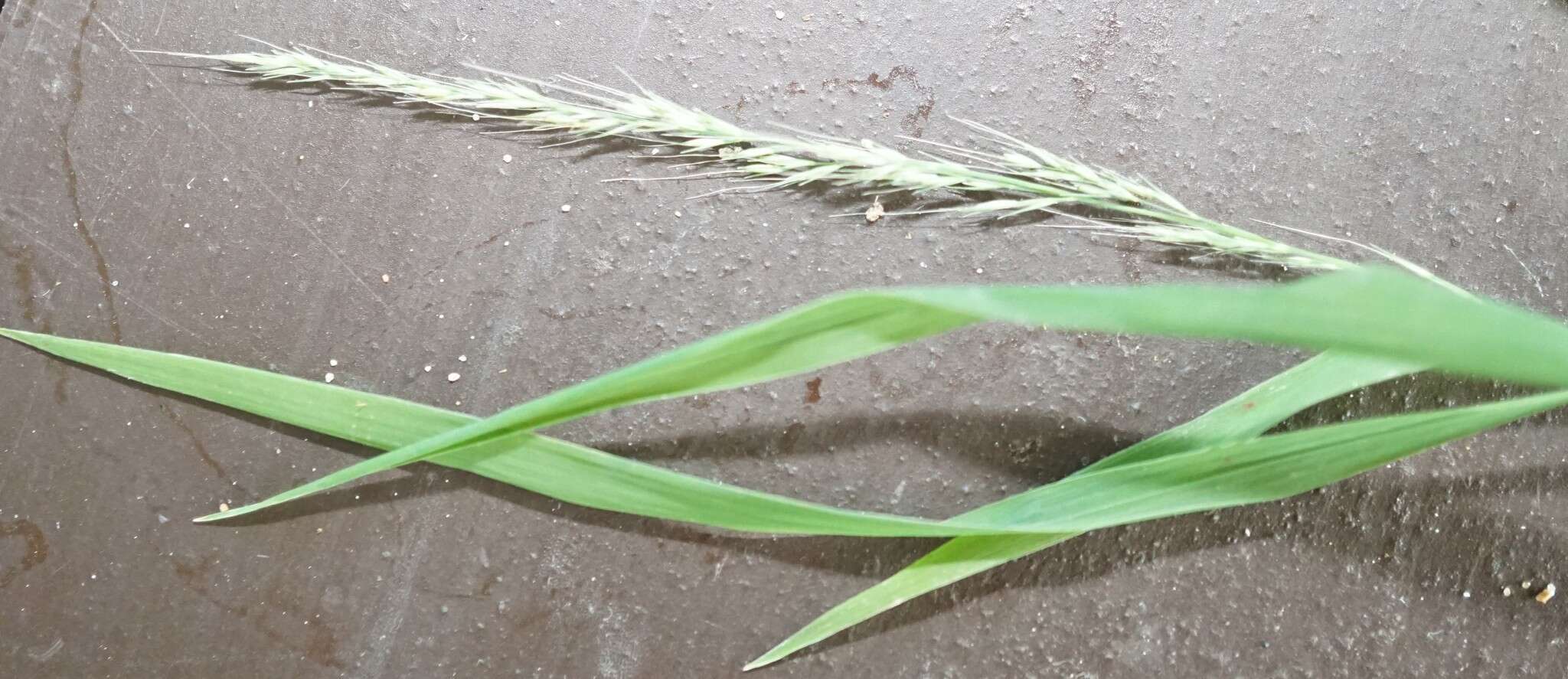 Plancia ëd Muhlenbergia sylvatica Torr.