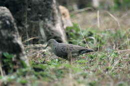 Image of Columbina passerina nigrirostris (Danforth 1935)