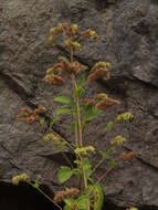 Image of Oregon phacelia