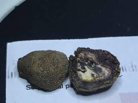 Image of Marbled Deer Truffle