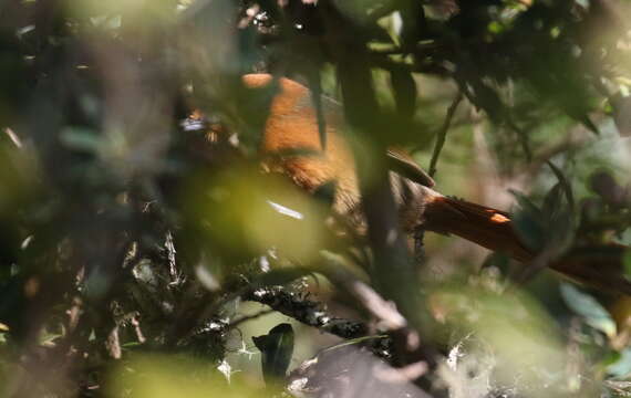 Image of Rusty-headed Spinetail