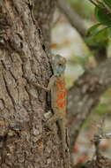 Image of Mozambique Agama